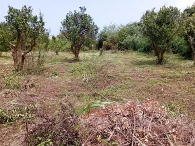 فروش زمین 2000 متری در شمال روستای وازیوار