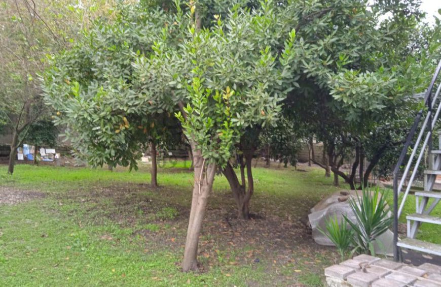 خرید ویلا باغ در نوشهر