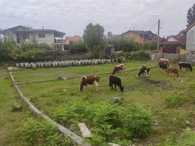 خرید زمین در سی سنگان نوشهر